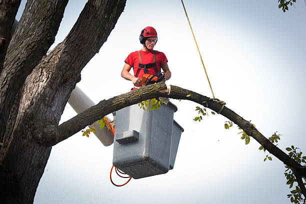 Emergency Storm Tree Removal